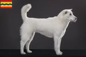 Lees meer over het artikel Kishu fokkers en pups in Overijssel
