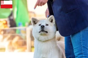 Lees meer over het artikel Kishu fokkers en pups in Utrecht