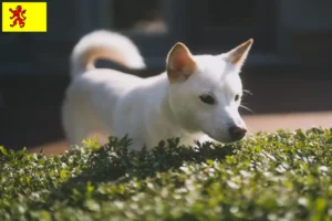 Lees meer over het artikel Kishu fokkers en pups in Zuid-Holland