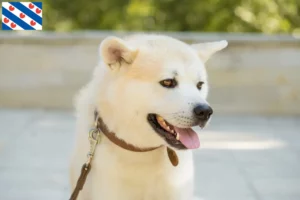 Lees meer over het artikel Kishu fokkers en pups in Friesland