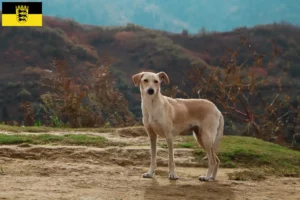 Lees meer over het artikel Kritikos Lagonikos fokkers en pups in Baden-Württemberg