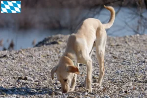 Lees meer over het artikel Kritikos Lagonikos fokkers en puppies in Beieren