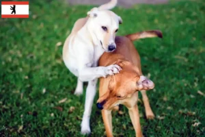 Lees meer over het artikel Kritikos Lagonikos fokker en puppies in Berlijn