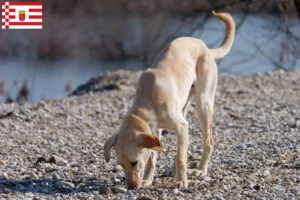 Lees meer over het artikel Kritikos Lagonikos fokker en puppies in Bremen