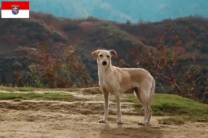 Lees meer over het artikel Kritikos Lagonikos fokkers en pups in Hessen