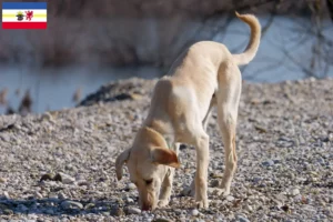 Lees meer over het artikel Kritikos Lagonikos fokkers en pups in Mecklenburg-Vorpommern
