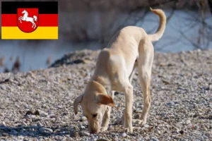Lees meer over het artikel Kritikos Lagonikos fokkers en pups in Nedersaksen