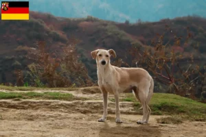 Lees meer over het artikel Kritikos Lagonikos fokkers en pups in Rijnland-Palts
