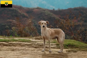 Lees meer over het artikel Kritikos Lagonikos fokkers en pups in Saksen-Anhalt