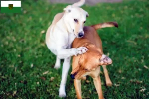 Lees meer over het artikel Kritikos Lagonikos fokkers en pups in Saksen