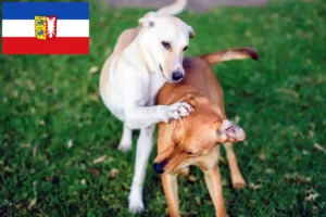 Lees meer over het artikel Kritikos Lagonikos fokkers en pups in Sleeswijk-Holstein