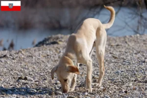 Lees meer over het artikel Kritikos Lagonikos fokkers en pups in Thüringen