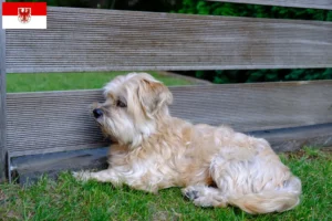 Lees meer over het artikel Kyi Leo fokkers en pups in Brandenburg