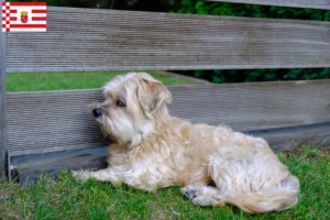 Lees meer over het artikel Kyi Leo fokker en pups in Bremen