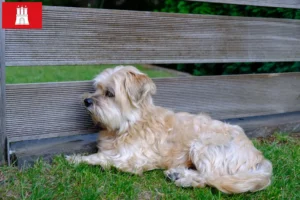 Lees meer over het artikel Kyi Leo fokker en pups in Hamburg