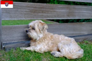 Lees meer over het artikel Kyi Leo fokkers en pups in Hessen