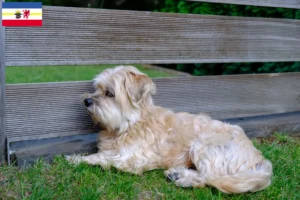 Lees meer over het artikel Kyi Leo fokkers en pups in Mecklenburg-Vorpommern