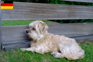 Lees meer over het artikel Kyi Leo fokkers en pups in Rijnland-Palts