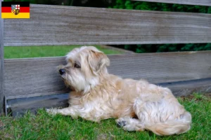 Lees meer over het artikel Kyi Leo fokkers en pups in Saarland