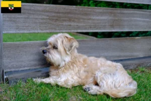 Lees meer over het artikel Kyi Leo fokkers en pups in Saksen-Anhalt