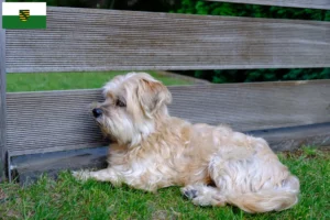 Lees meer over het artikel Kyi Leo fokkers en pups in Saksen