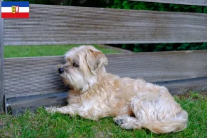 Lees meer over het artikel Kyi Leo fokkers en pups in Sleeswijk-Holstein