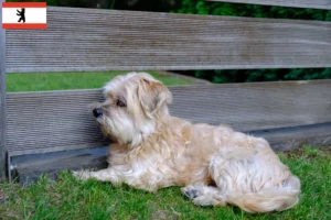 Lees meer over het artikel Kyi Leo fokker en pups in Berlijn