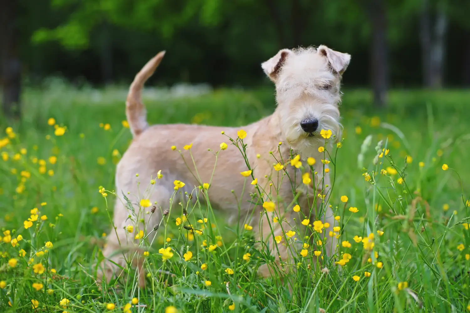 Een Lakeland Terrier puppy kopen betekent verantwoordelijkheid nemen! Lakeland Terrier puppy kopen.