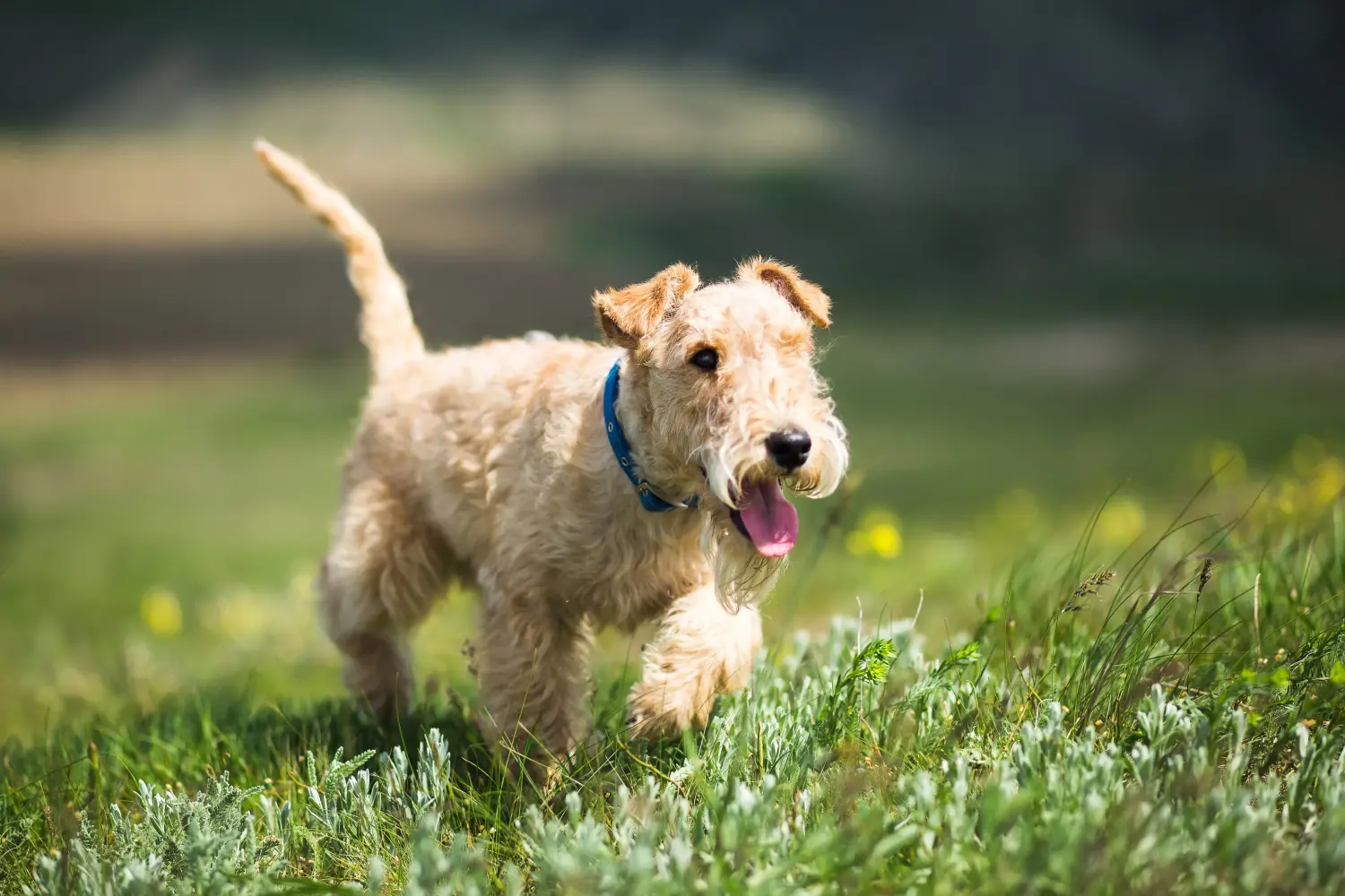 Een Lakeland Terrier puppy kopen betekent verantwoordelijkheid nemen! Lakeland Terrier puppy kopen.