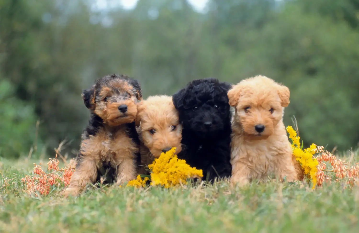 Een Lakeland Terrier puppy kopen betekent verantwoordelijkheid nemen! Lakeland Terrier puppy kopen.