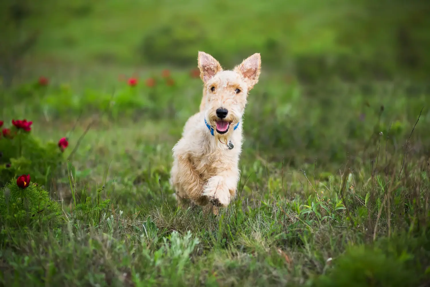 Een Lakeland Terrier puppy kopen betekent verantwoordelijkheid nemen! Lakeland Terrier puppy kopen.