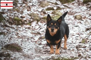 Lees meer over het artikel Lancashire Heeler fokkers en pups in Drenthe