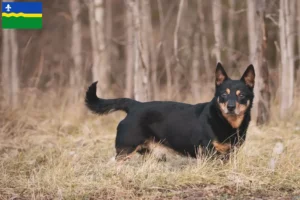 Lees meer over het artikel Lancashire Heeler fokkers en puppies in Flevoland