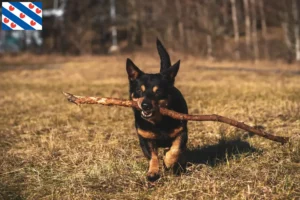 Lees meer over het artikel Lancashire Heeler fokkers en pups in Friesland
