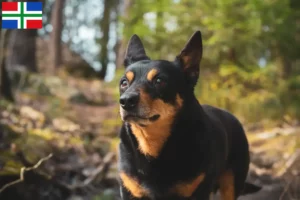 Lees meer over het artikel Lancashire Heeler fokkers en pups in Groningen