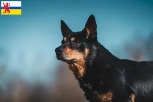Lees meer over het artikel Lancashire Heeler fokkers en pups in Limburg