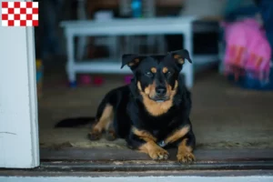 Lees meer over het artikel Lancashire Heeler fokkers en pups in Noord-Brabant