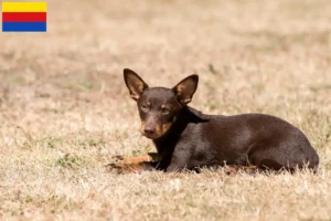 Lees meer over het artikel Lancashire Heeler fokkers en pups in Noord-Holland