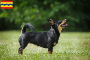 Lees meer over het artikel Lancashire Heeler fokkers en pups in Overijssel