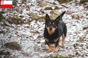 Lees meer over het artikel Lancashire Heeler fokkers en pups in Utrecht