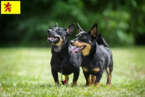 Lees meer over het artikel Lancashire Heeler fokkers en pups in Zuid-Holland