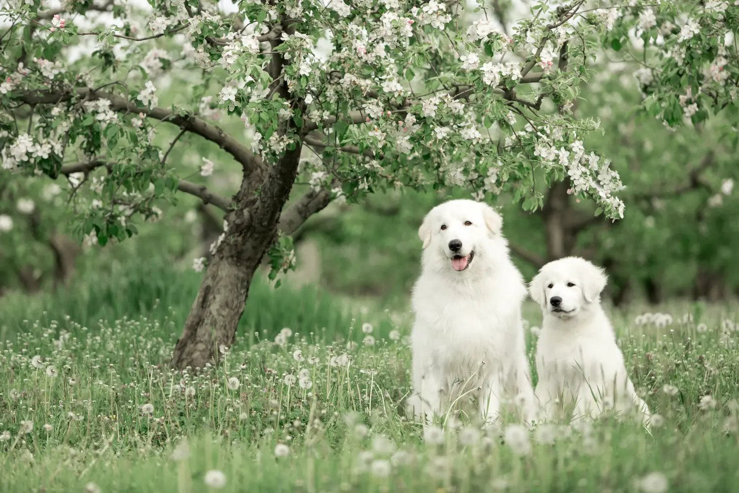 Een Maremma Abruzzo Herdershond puppy kopen betekent verantwoordelijkheid nemen! Maremma Abruzzo Herdershond puppy kopen.