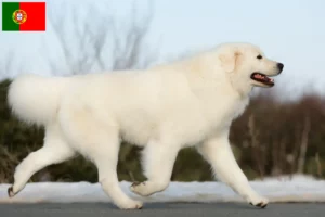 Lees meer over het artikel Maremma Abruzzo Herdershond fokkers en pups in Portugal