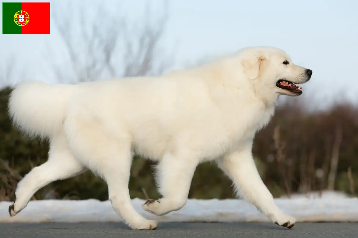 Lees meer over het artikel Maremma Abruzzo Herdershond fokkers en pups in Portugal