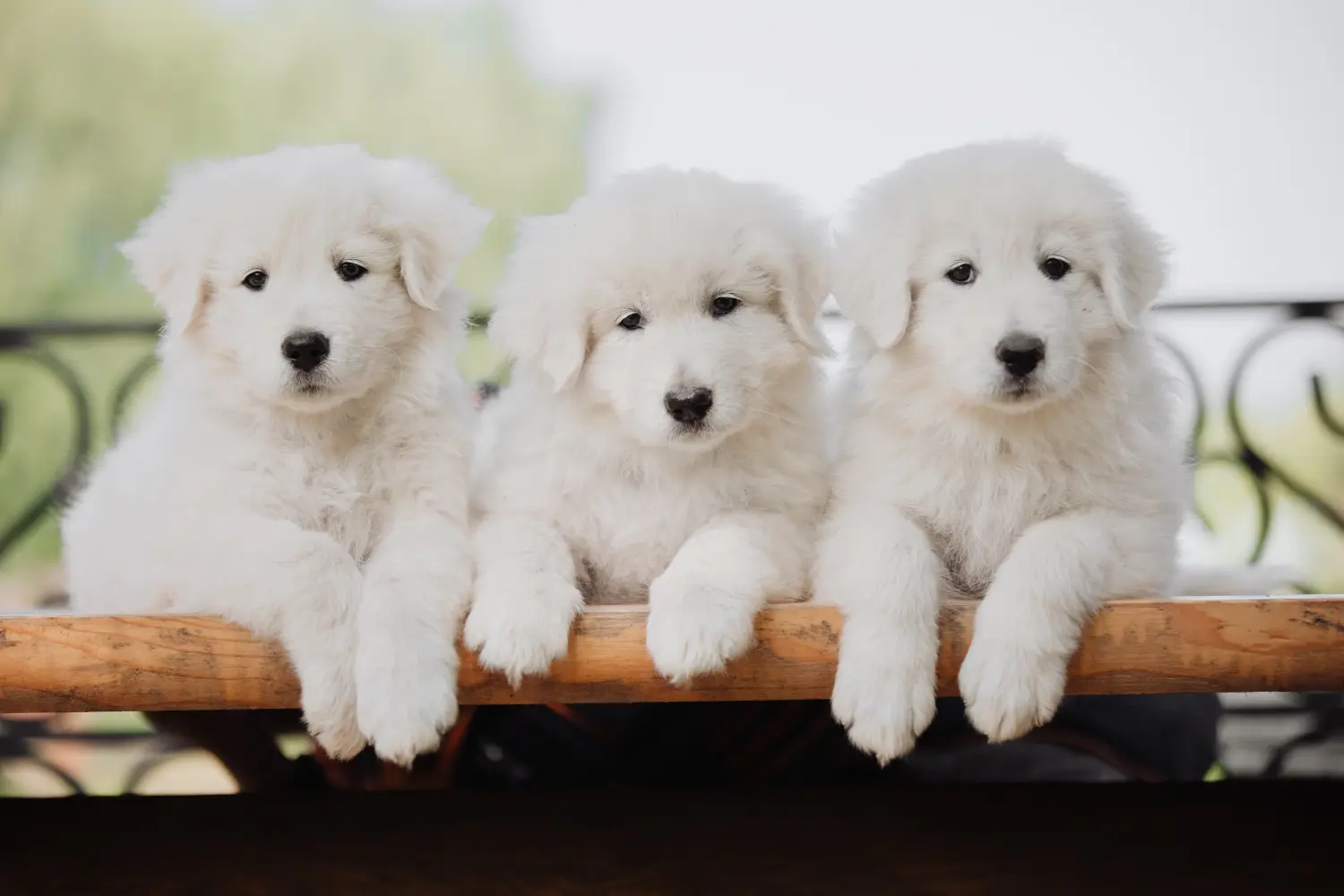 Een Maremma Abruzzo Herdershond puppy kopen betekent verantwoordelijkheid nemen! Maremma Abruzzo Herdershond puppy kopen.