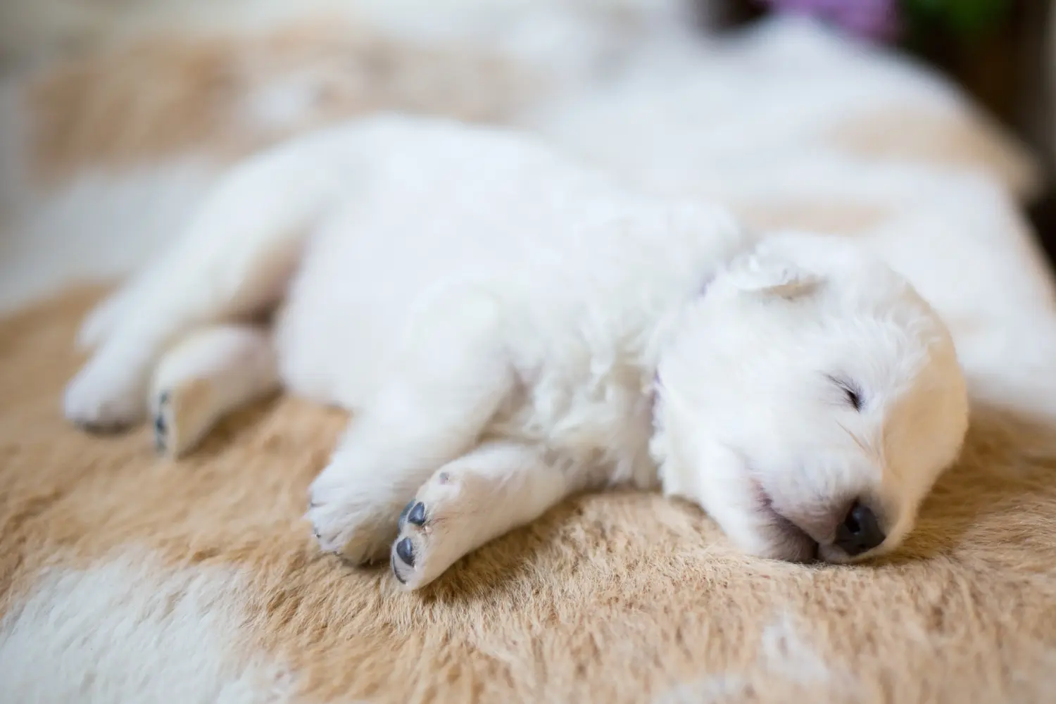 Een Maremma Abruzzo Herdershond puppy kopen betekent verantwoordelijkheid nemen! Maremma Abruzzo Herdershond puppy kopen.