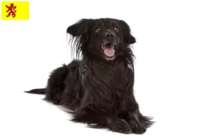 Lees meer over het artikel Markiesje fokkers en pups in Zuid-Holland