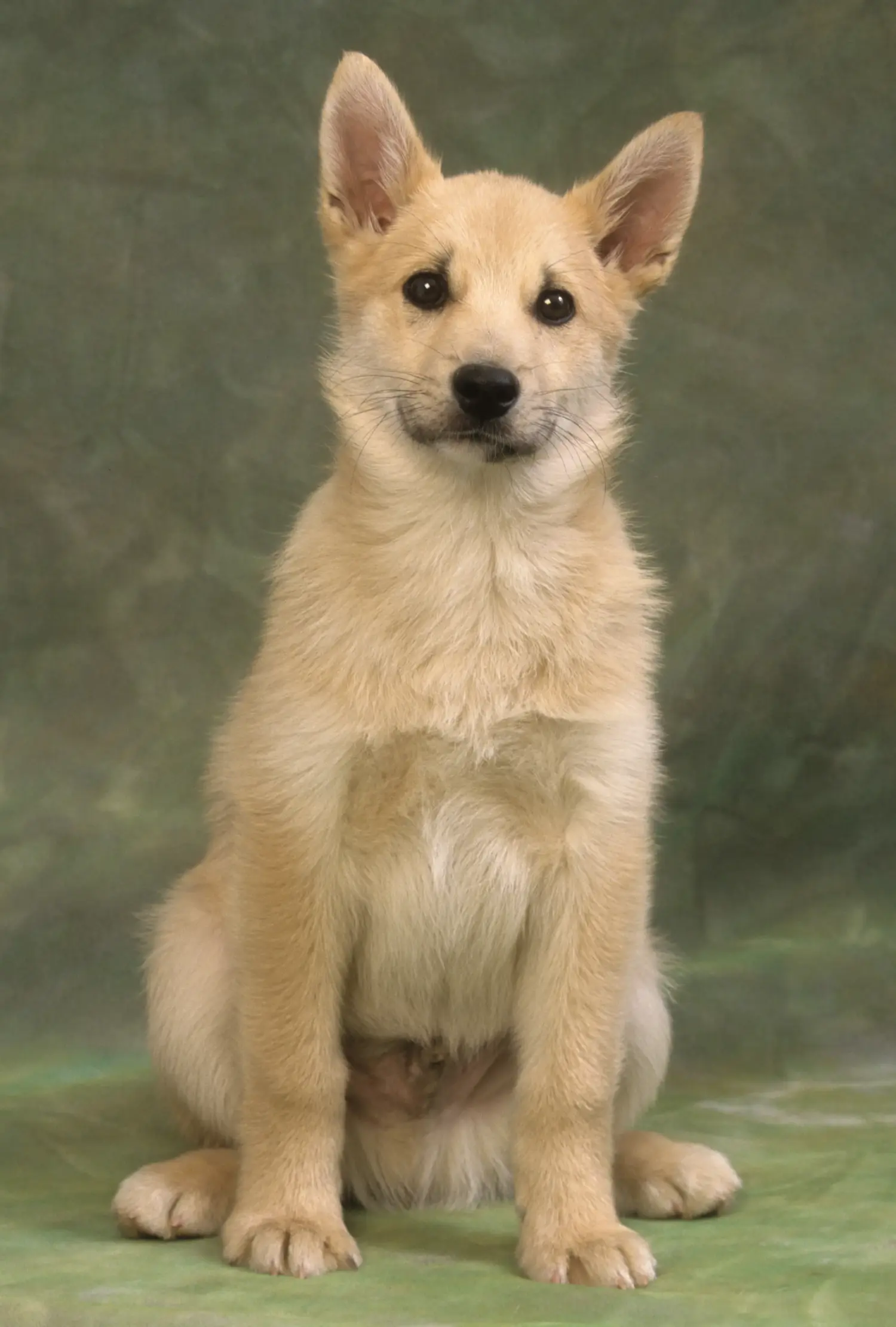 Een Noorse Buhund puppy kopen betekent verantwoordelijkheid nemen! Noorse Buhund puppy kopen.