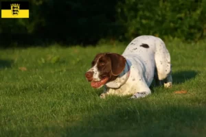 Lees meer over het artikel Old Danish Pointing Dog fokkers en pups in Baden-Württemberg