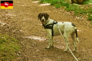 Lees meer over het artikel Old Danish Pointing Dog fokkers en pups in Nedersaksen